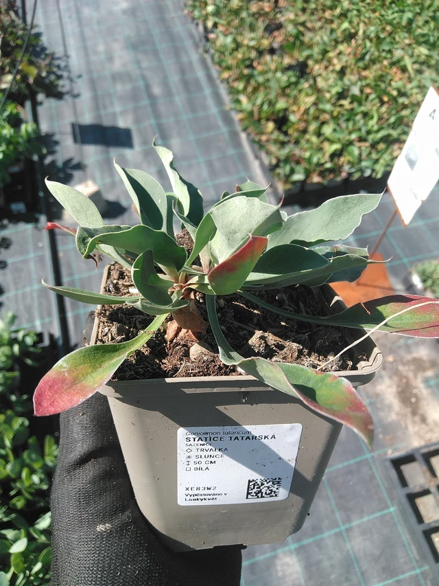 Statice tatarská - 1. 7. 2025
