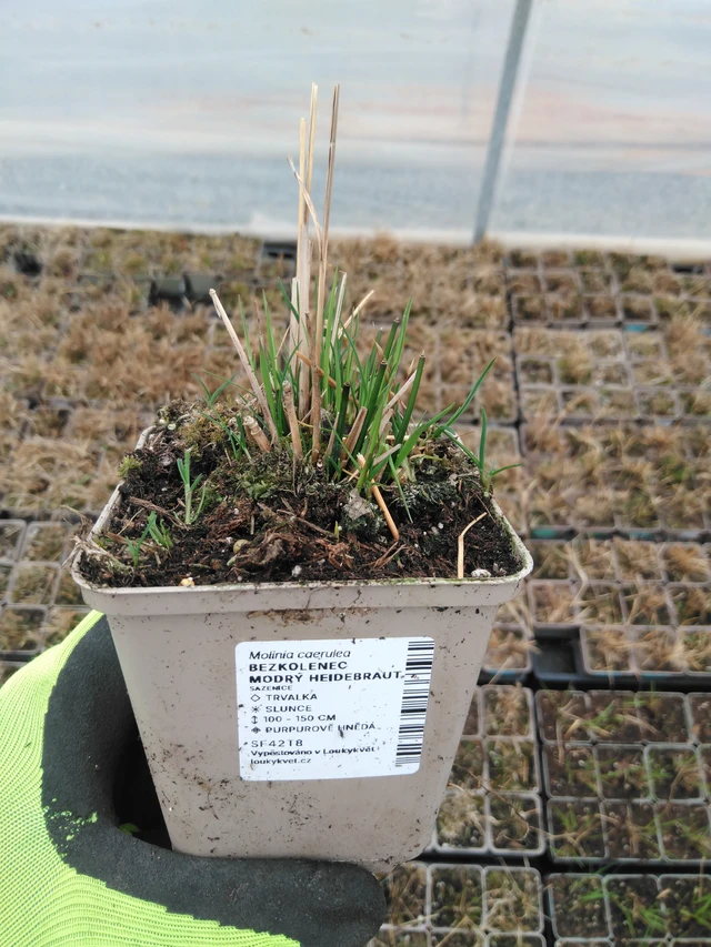 Nurmilauha Heidebraut - 8. 4. 2025