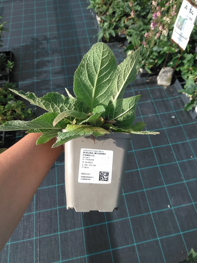 Verbasco Wedding Candles - 11. 7. 2025