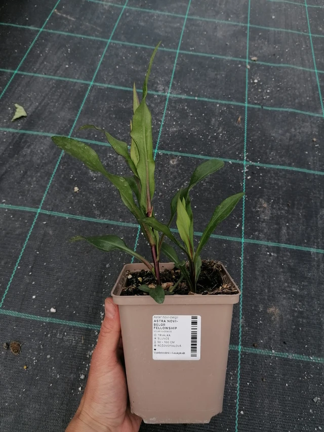 New York Aster Fellowship - 2024