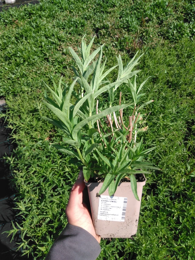 Rantakukka Swirl - 13. 5. 2025