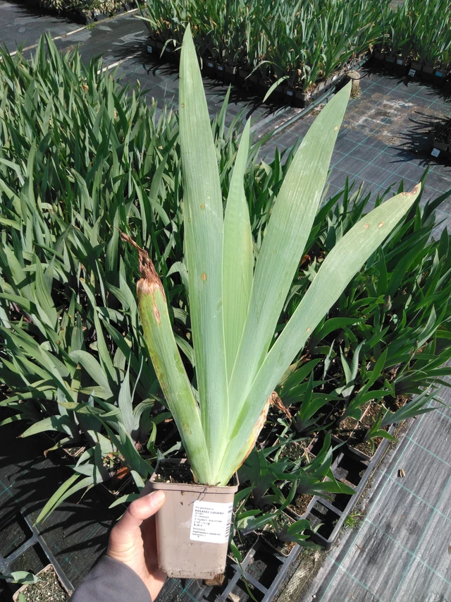 Iiris Lugano - 13. 5. 2025