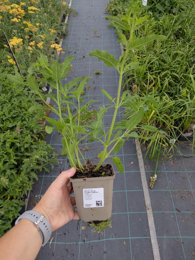 Šalvěj hajní Schwellenburg - 10. 9. 2025