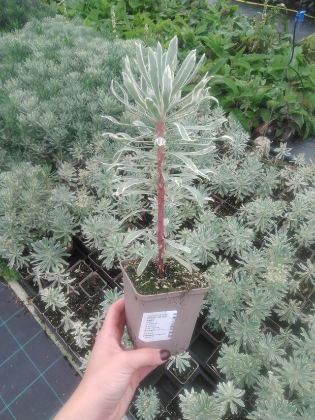 Euforbia Silver Swan - 2024
