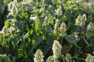 Agastache Alabaster, Loukykvět