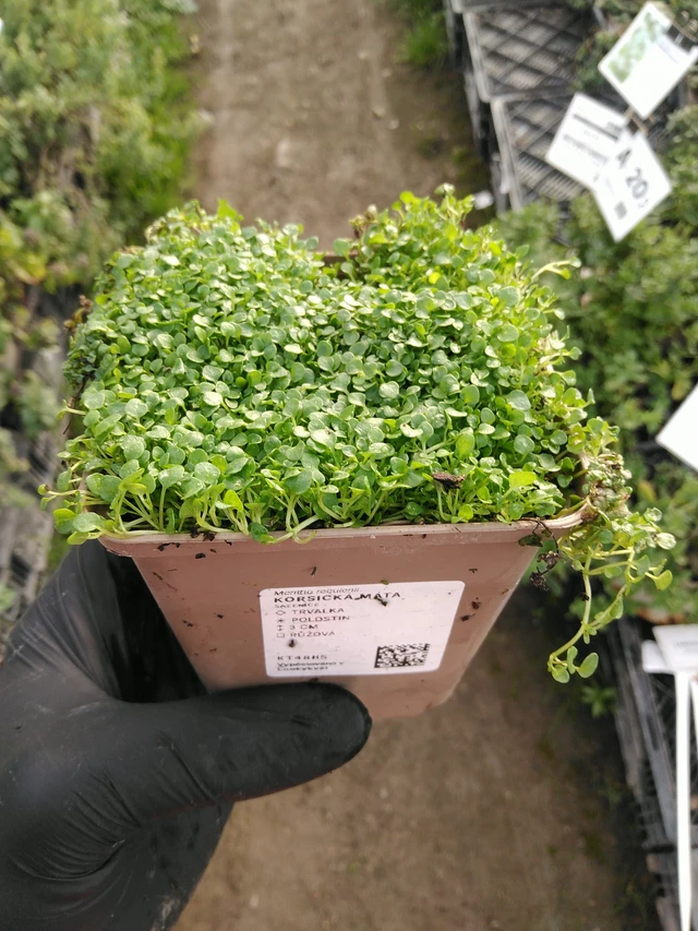 Menta corsa - 31. 10. 2025