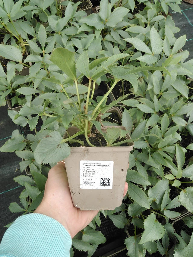 Hellebore korsická - 9. 6. 2025