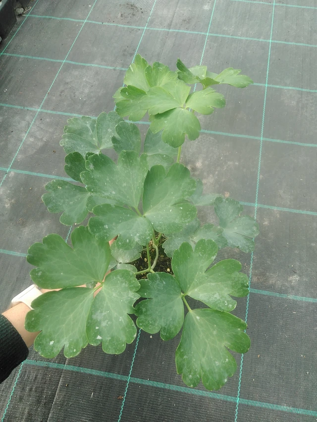 Akvileija Nora Barlow - 17. 7. 2025