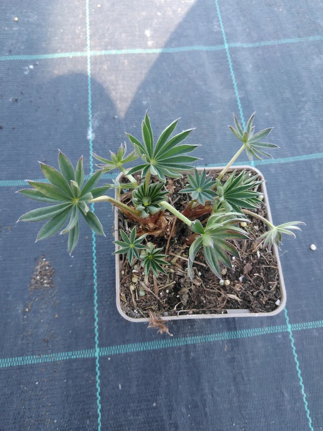 Altramuz Band of Nobles Kastellan - 3. 4. 2025