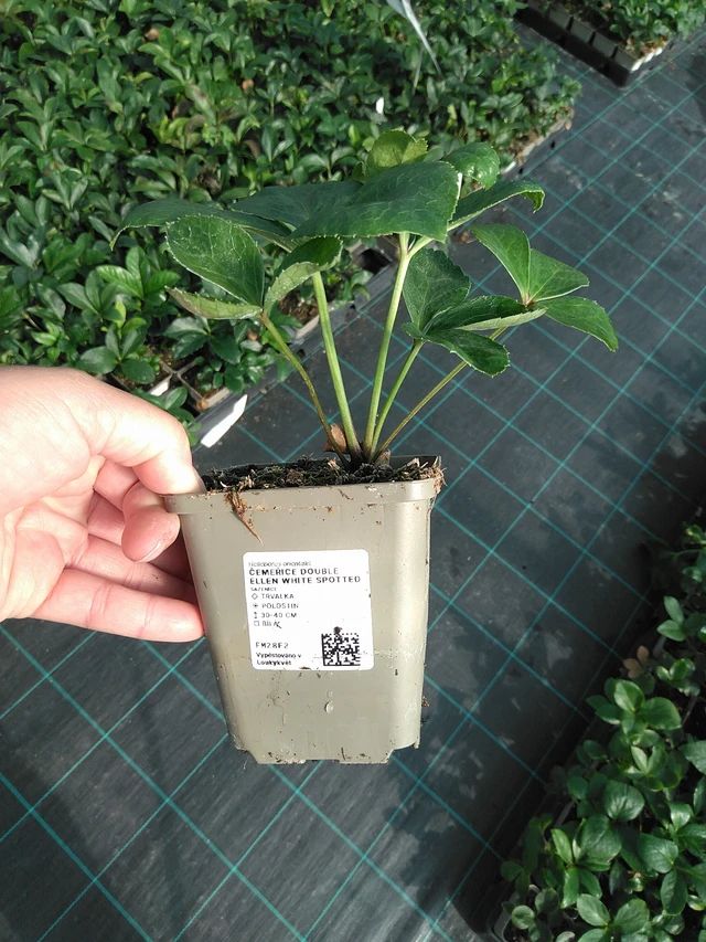 Hellebore Double Ellen White Spotted - 11. 7. 2025