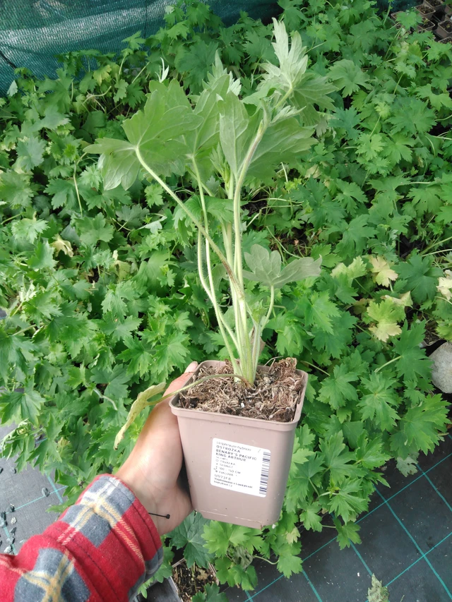 Delphinium Benary’s Pacific King Arthur - 2024