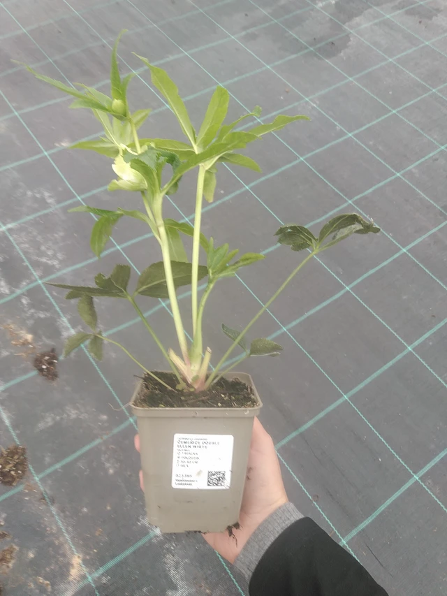 Čemeřice Double Ellen White - 10. 10. 2025