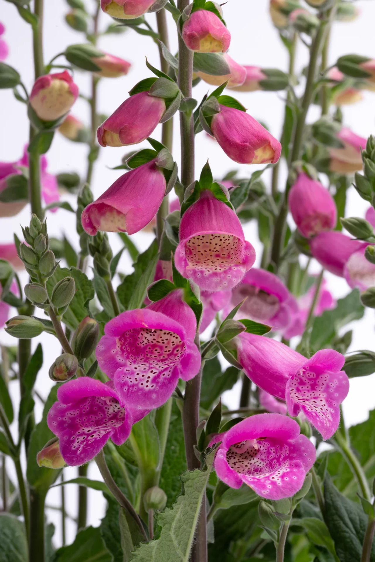 Náprstník Hanabee Deep Rose, Loukykvět