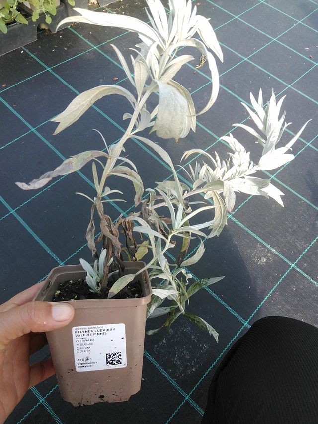 Artemisia Valerie Finnis - 11. 9. 2025