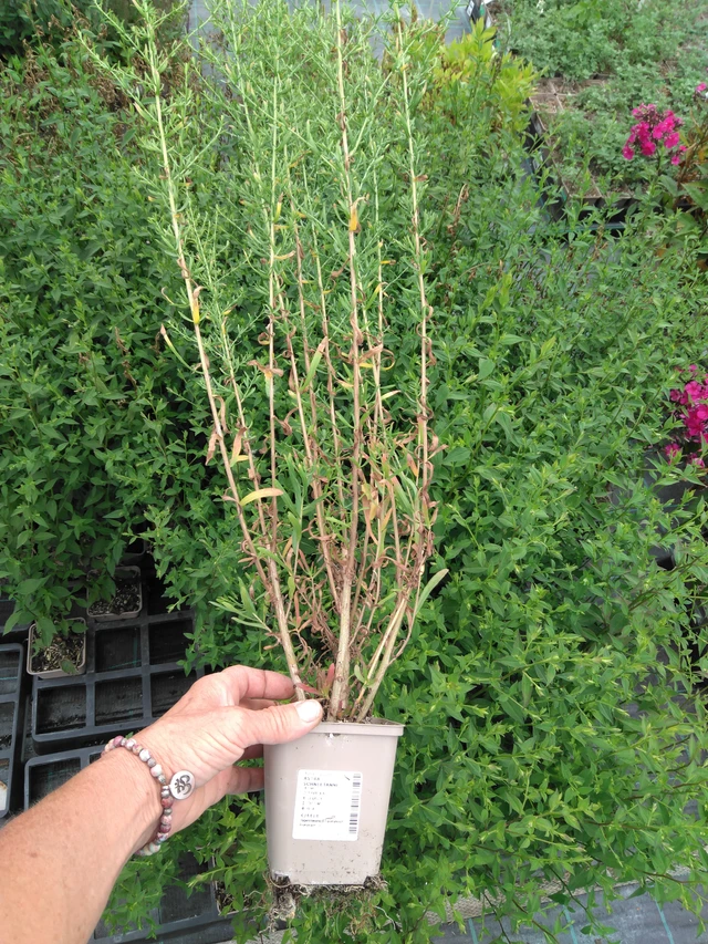 Aster Schneetanne - 2024