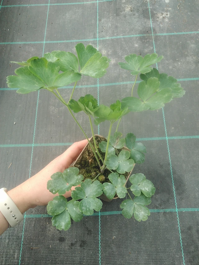 Columbine Rose Barlow - 17. 7. 2025