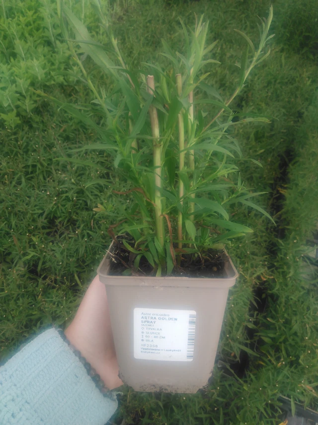 Asteri Golden Spray - 2024