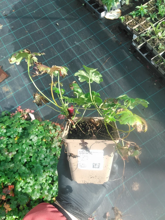 Kurjenpolvi Berggarten - 13. 10. 2025