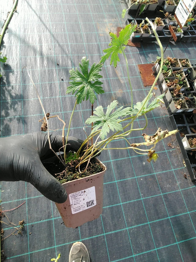 Kurjenpolvi Striatum - 31. 10. 2025