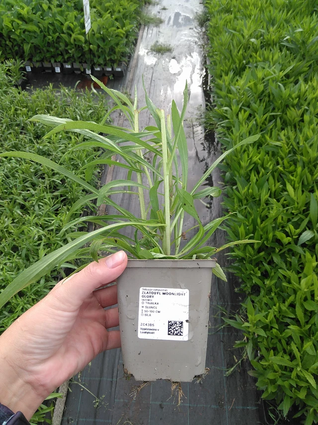 Zlatobýl Moonlight Glory - 11. 7. 2025