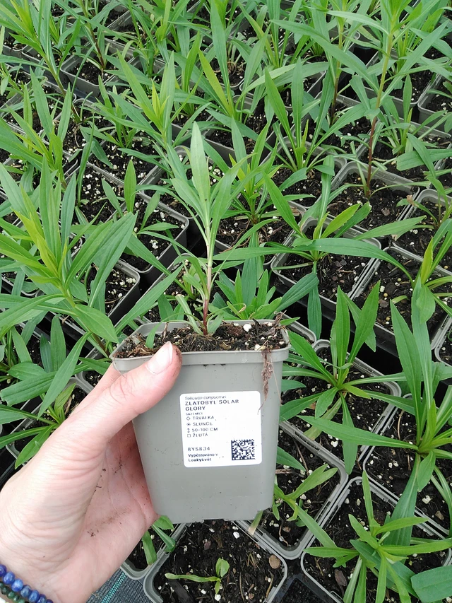 Goldenrod Solar Glory - 9. 6. 2025