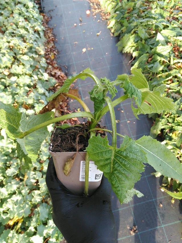 Salvia de prado Swan Lake - 31. 10. 2025