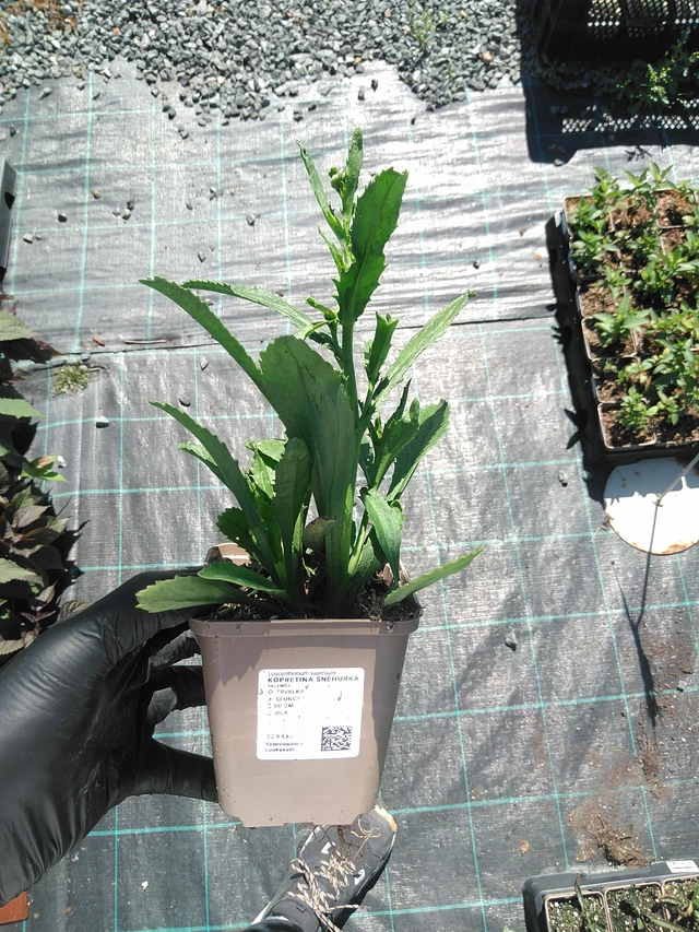 Kopretina Sněhurka - 19. 8. 2025