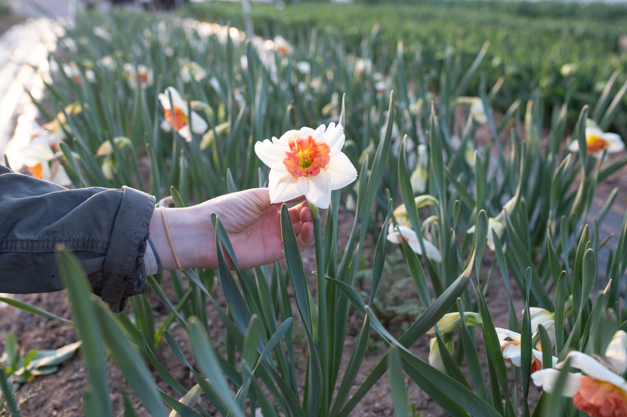 Narcis Precocious, Loukykvět