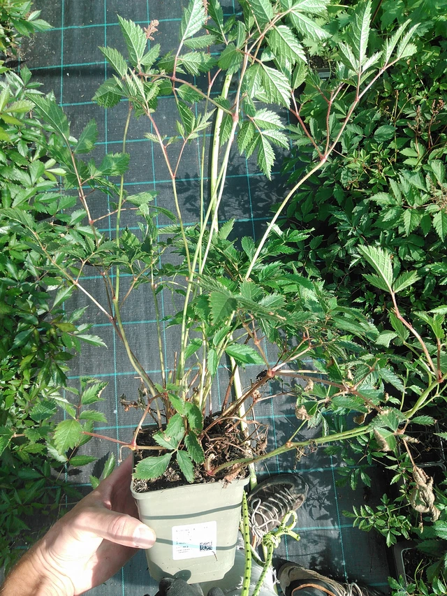 Astilbe Cattleya - 24. 6. 2025