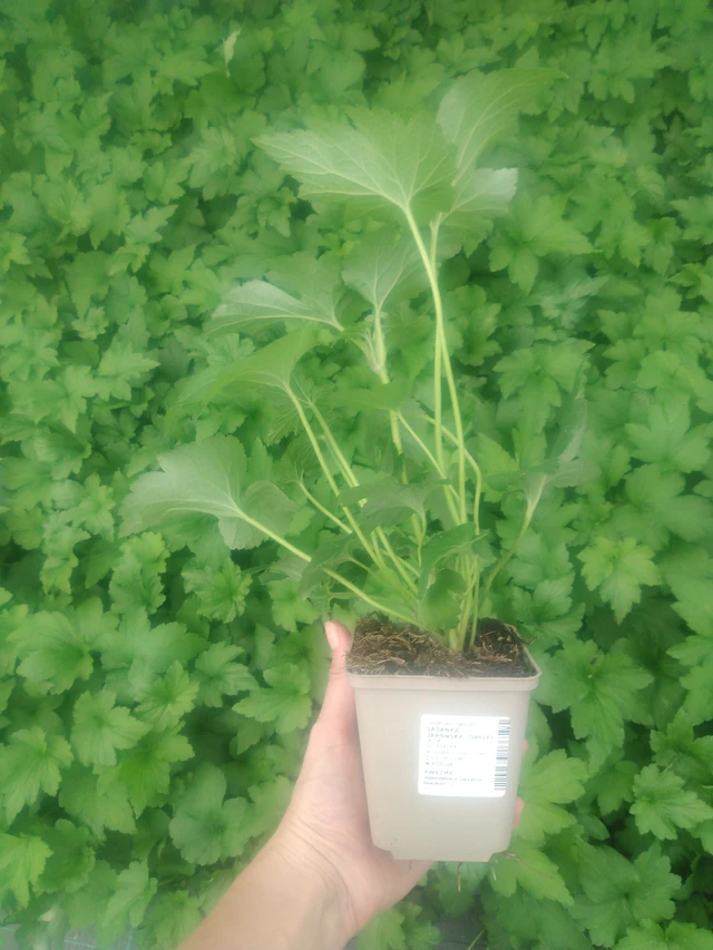 Sasanka japonská Lorelei - 2024