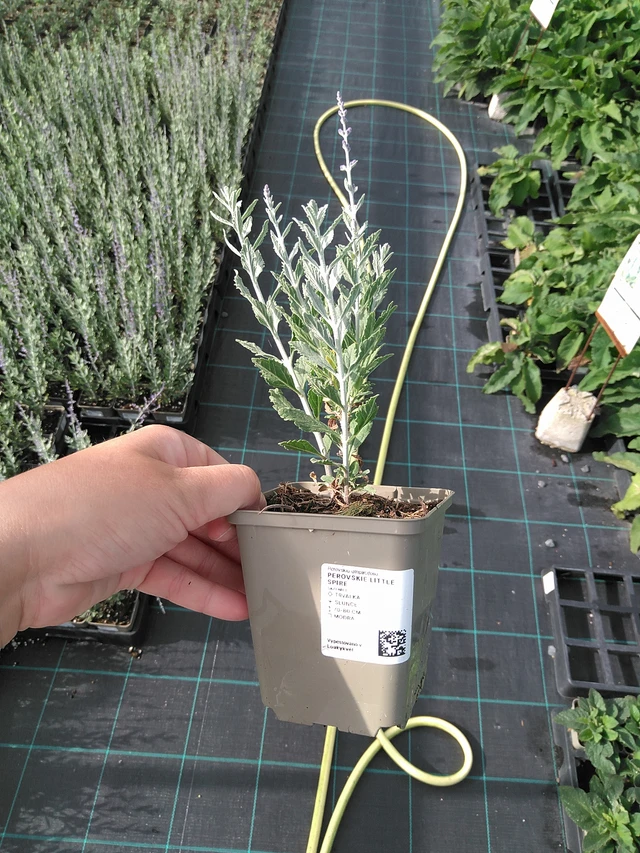 Perovskie Little Spire - 11. 7. 2025