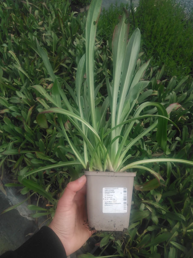 Helenium hoopesii - 2024