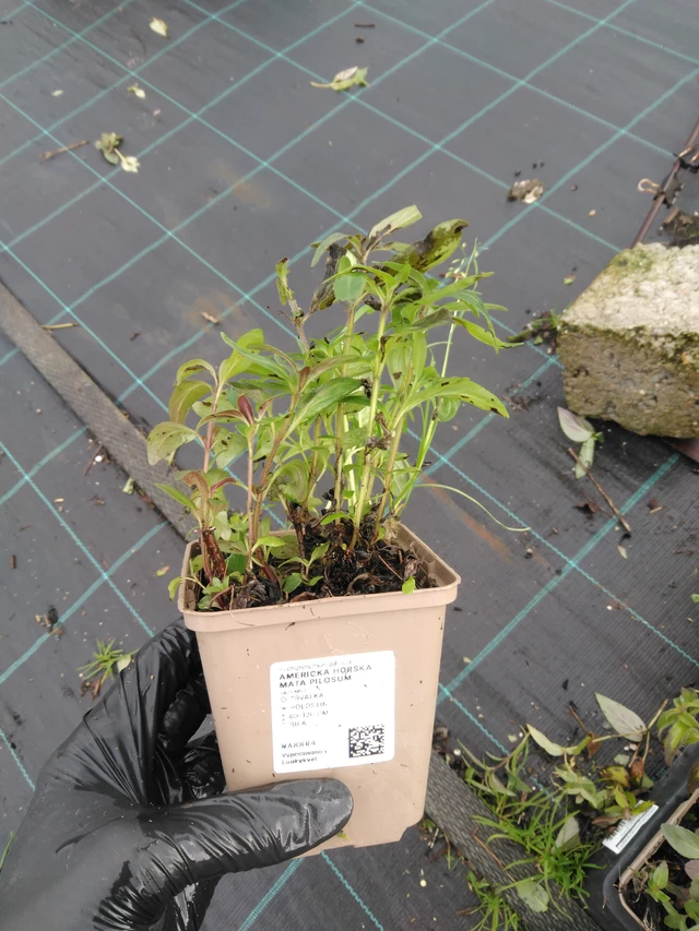 Menta de montaña americana Pilosum - 23. 10. 2025