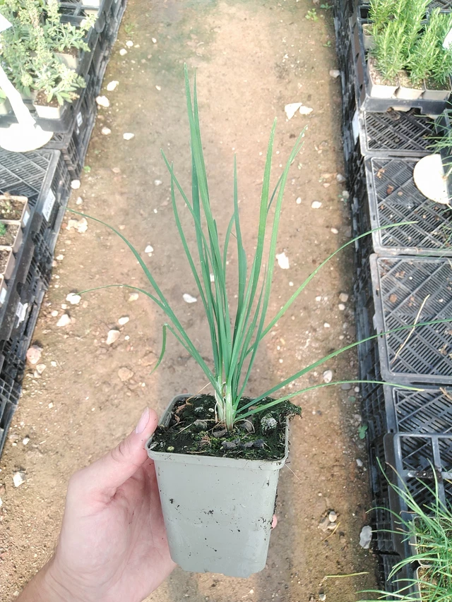 Cebollino chino - 1. 7. 2025