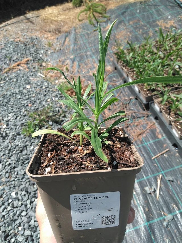 Solidago Lemore - 24. 6. 2025