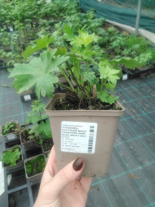 Delphinium Magic Fountains Dark Blue (White Bee) - 2024