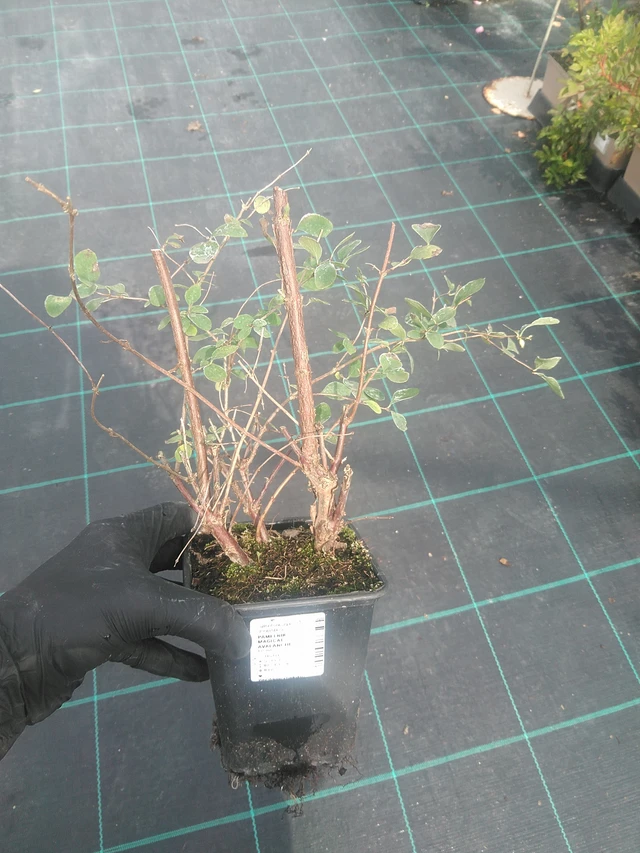 Snowberry Magical Avalanche - 10. 9. 2025