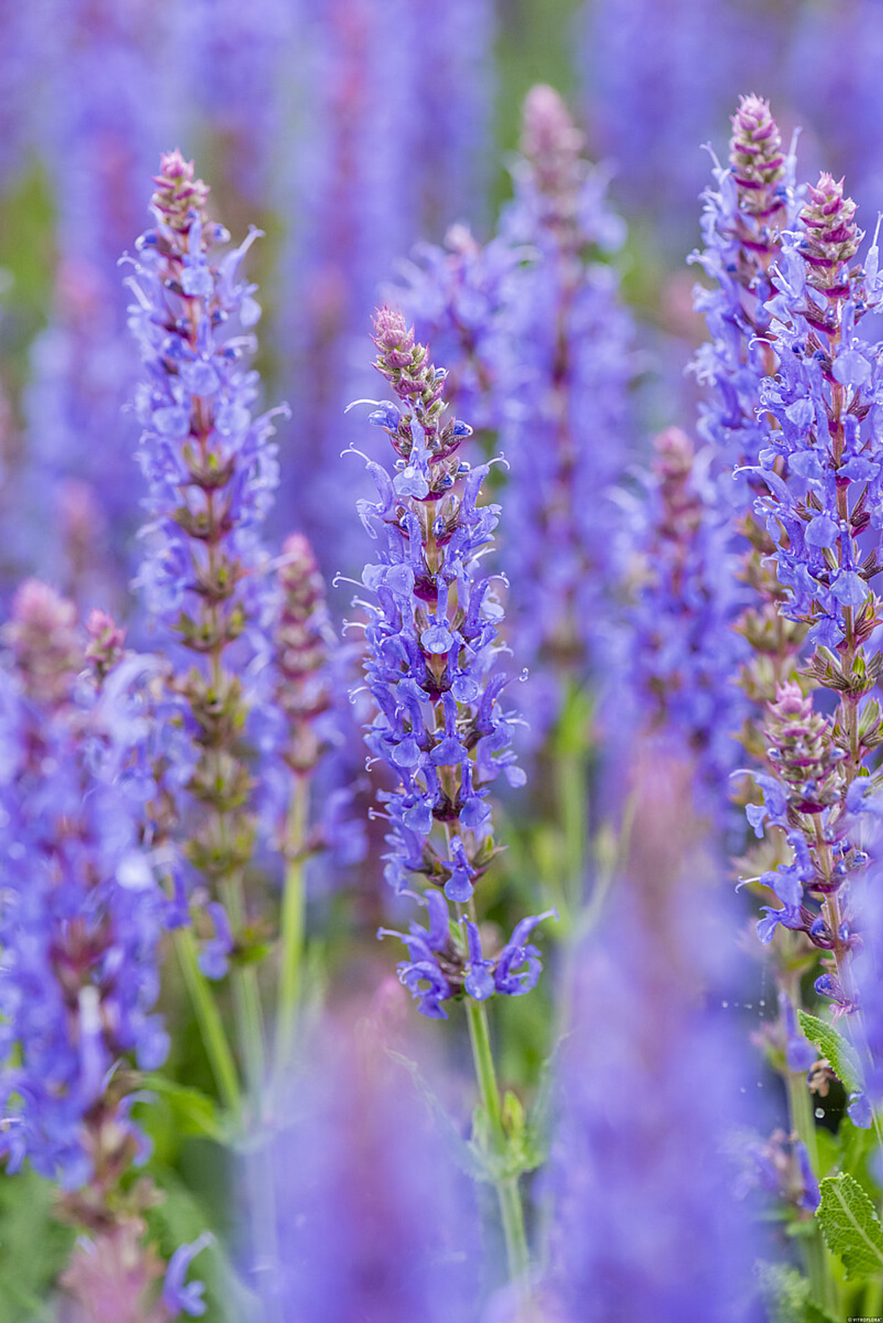 Šalvěj hajní Blauhügel, Loukykvět