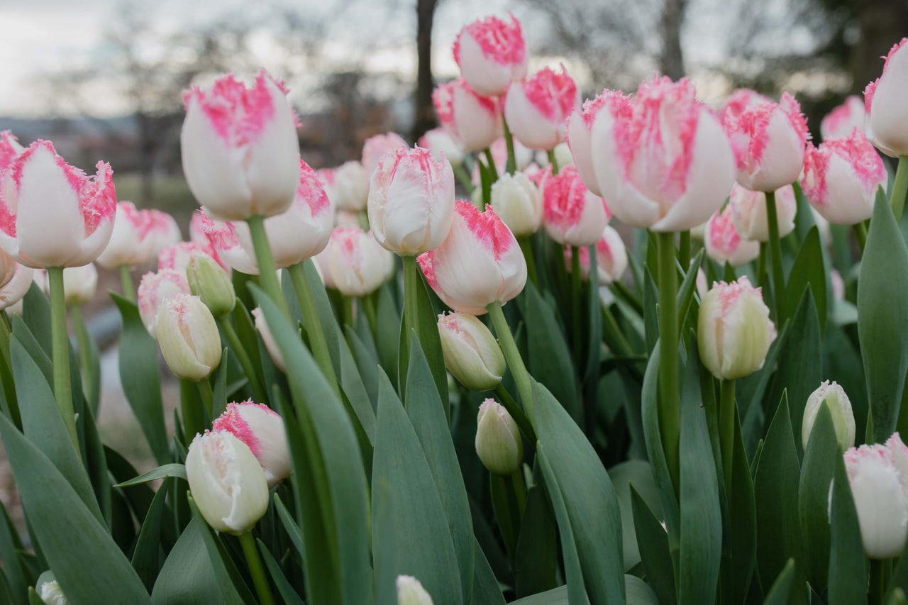 Tulipán Neglige, Loukykvět