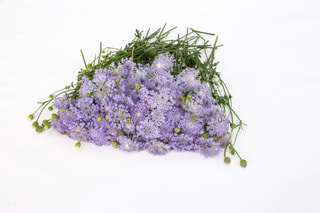 Didiscus Lavender Blue, Loukykvět