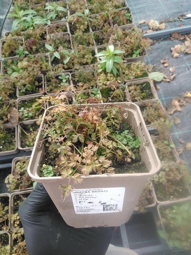 Udatna Bronze - 13. 10. 2025