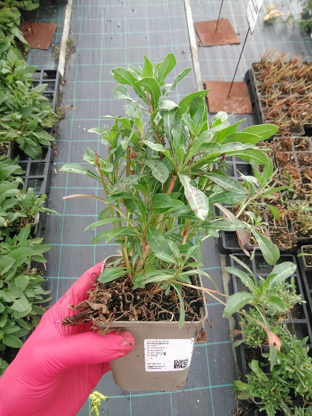 Svíčkovec - 29. 7. 2025