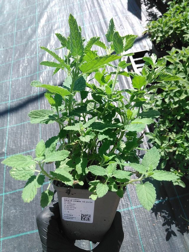 Šanta Dawn to Dusk - 19. 8. 2025