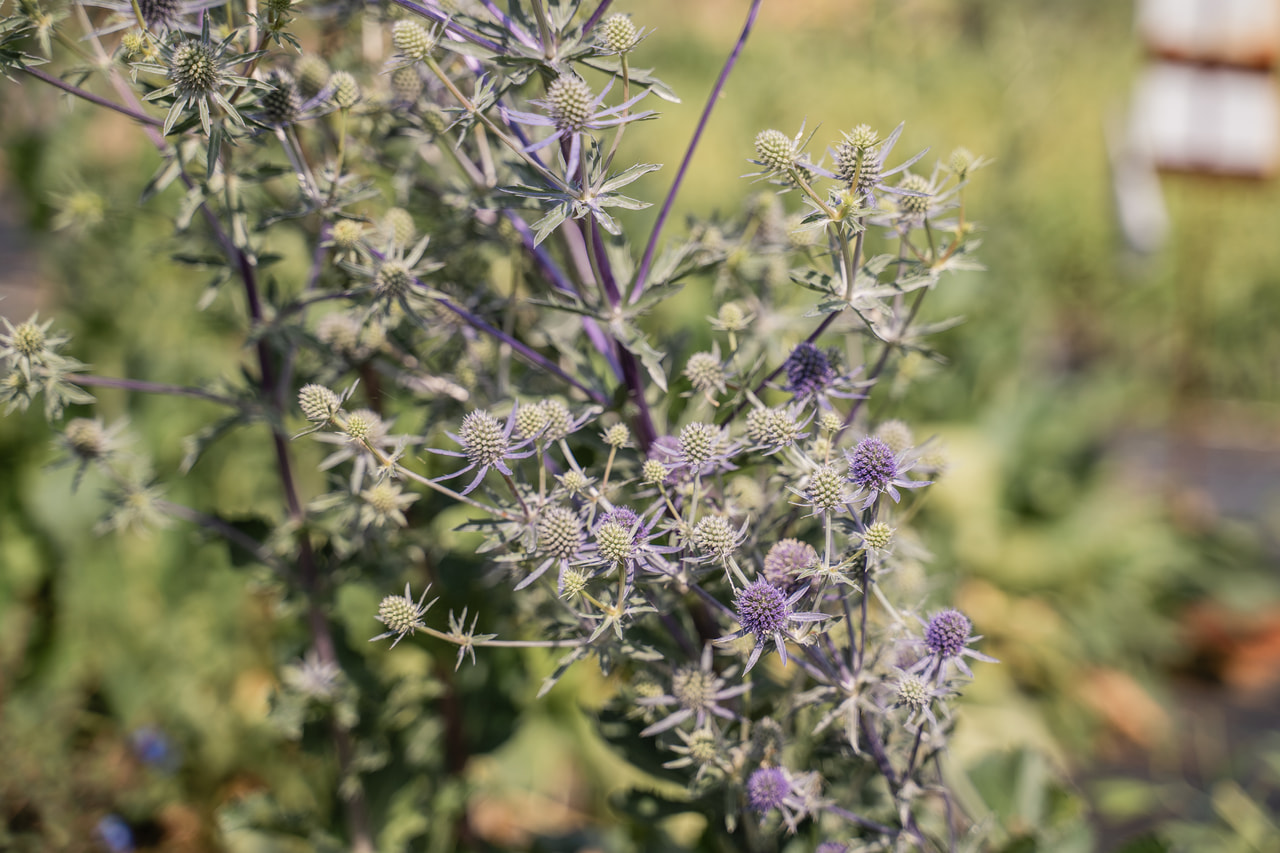 Máčka Glitter Blue, Loukykvět