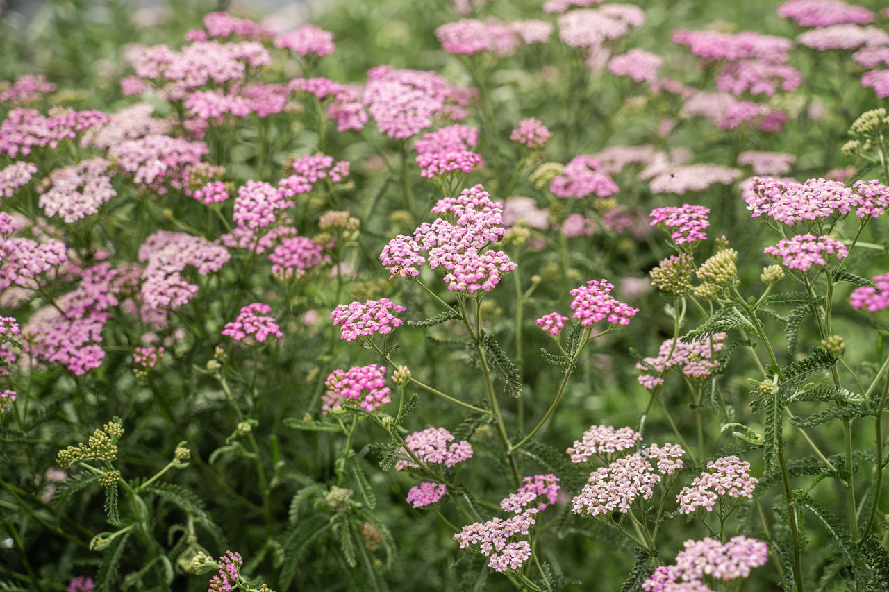 Řebříček Lilac Beauty, Loukykvět