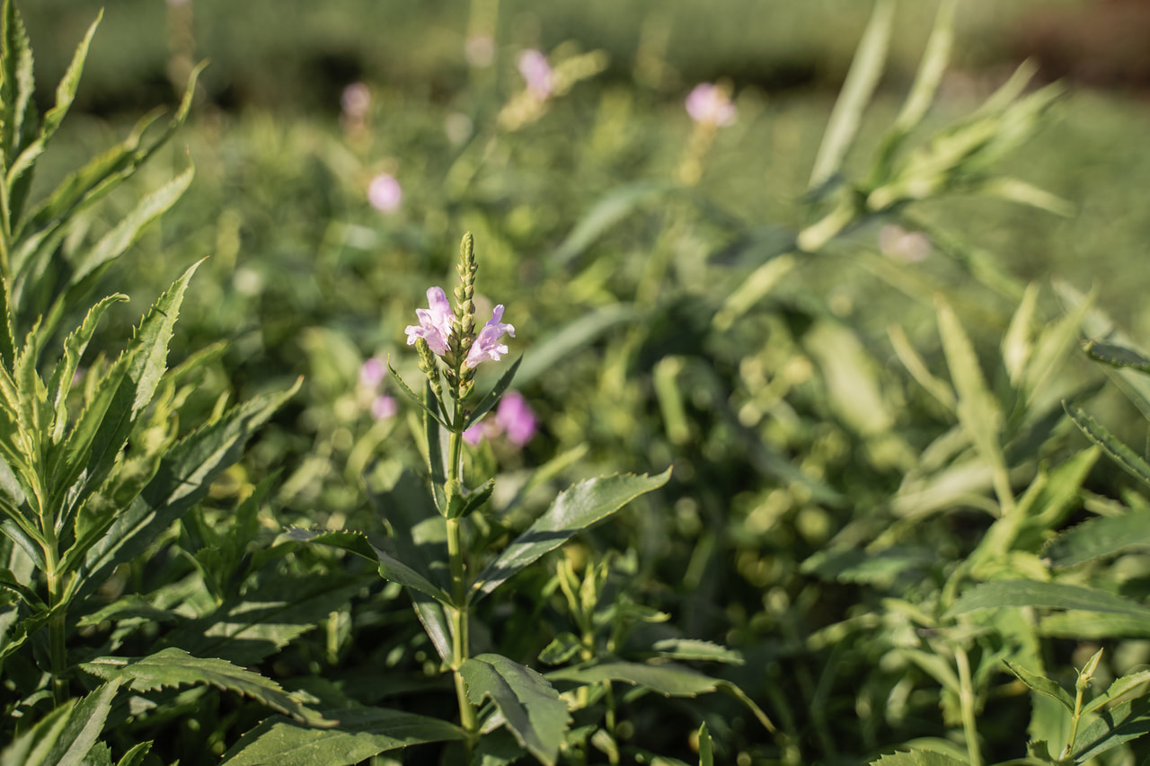 Scharnierbloem Bouquet Rose, Loukykvět