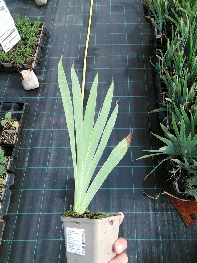 Kosatec Lovely Again - 24. 6. 2025