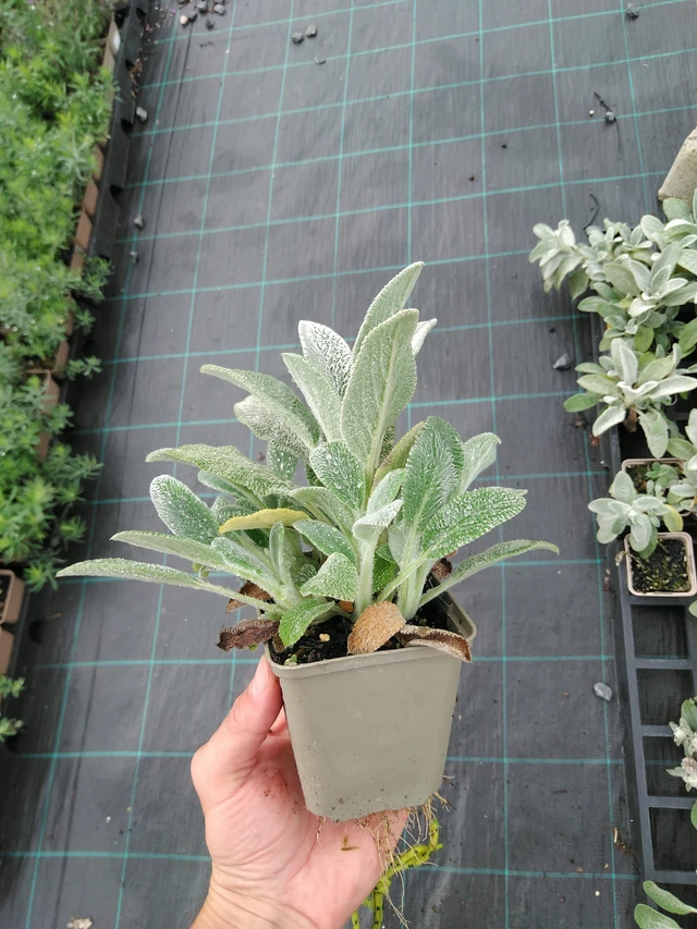 Pehmytmesiangervo Silver Carpet - 28. 7. 2025