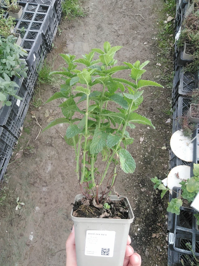 Mięta hiszpańska - 1. 8. 2025