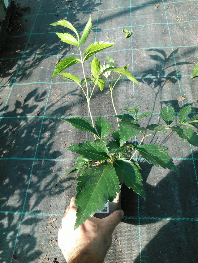 Astilbe Europa - 19. 8. 2025